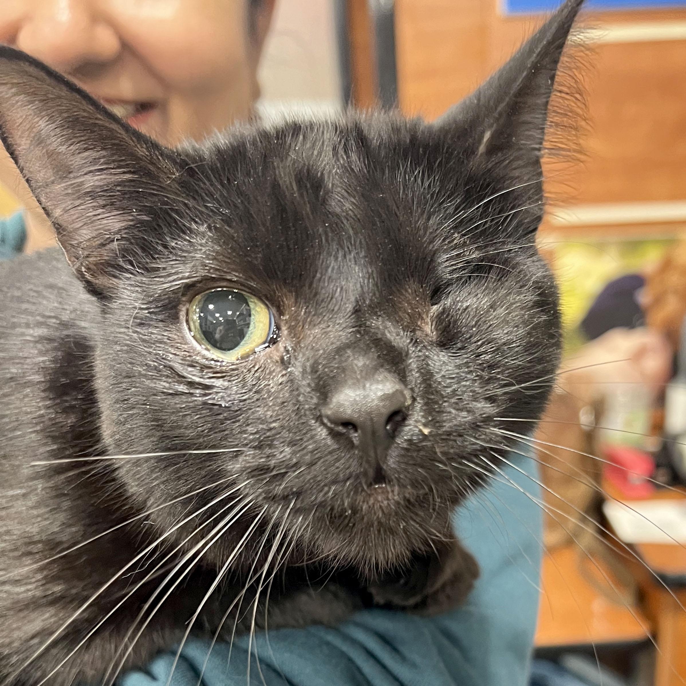 Denzel, a Adoptable mixed breed in Mauldin, SC image 2/3