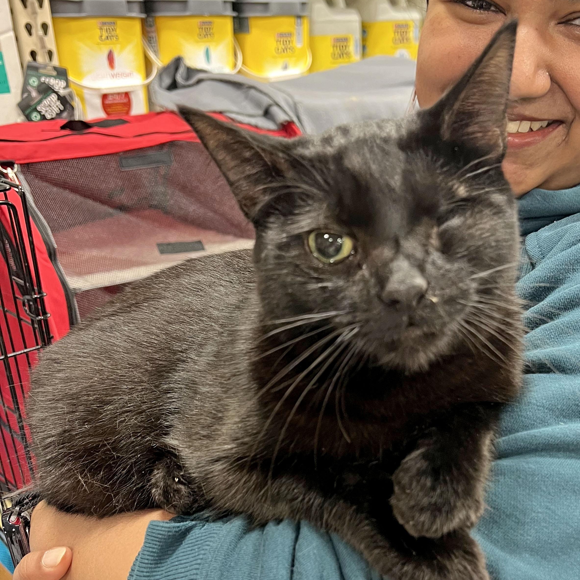 Denzel, Adoptable, Young Male Domestic Short Hair & Bombay.