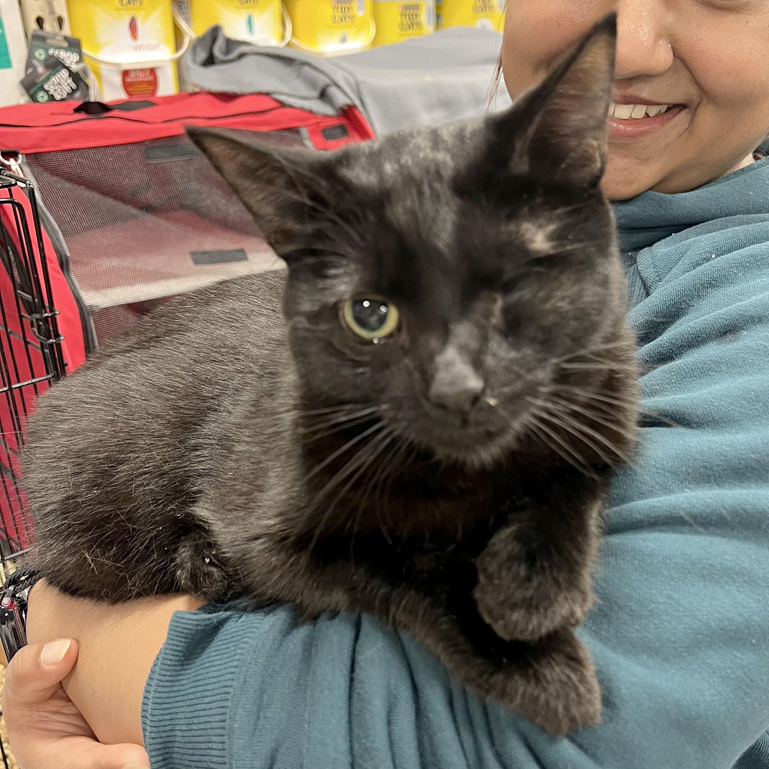 Denzel, a Adoptable mixed breed in Mauldin, SC image 3/3