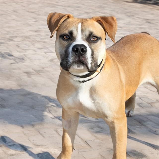 GOBLIN, Adoptable, Young Male American Bulldog & Mixed Breed.