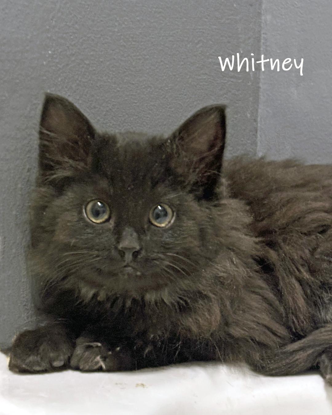 Whitney, ADOPTABLE, Kitten Male Domestic Short Hair.