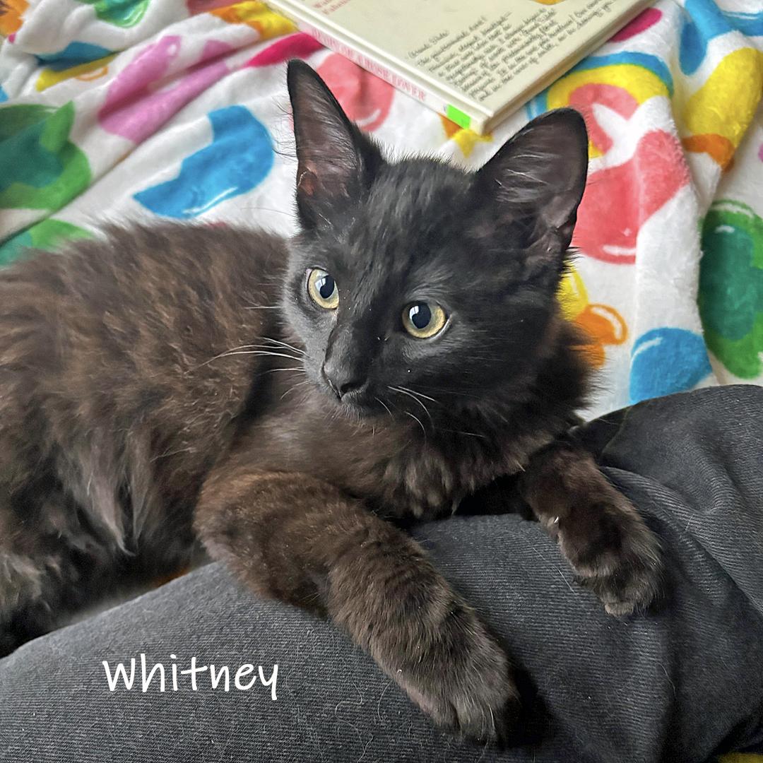 Enlarge Whitney, a ADOPTABLE Domestic Short Hair in Chicago, IL image 2/4