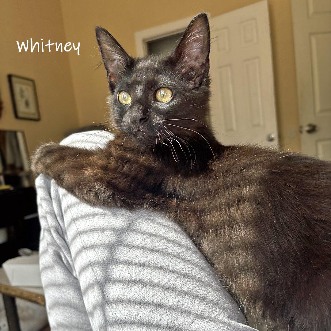 Enlarge Whitney, a ADOPTABLE Domestic Short Hair in Chicago, IL image 3/4