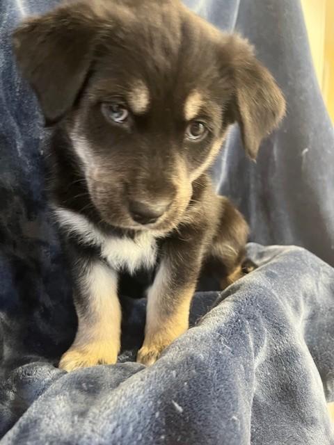 Golden/Husky Puppy, adopted, Puppy Male Golden Retriever & Husky.