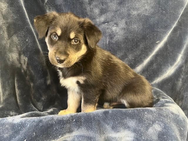 Enlarge Golden/Husky Puppy, an adopted mixed breed in Golden, CO image 2/5