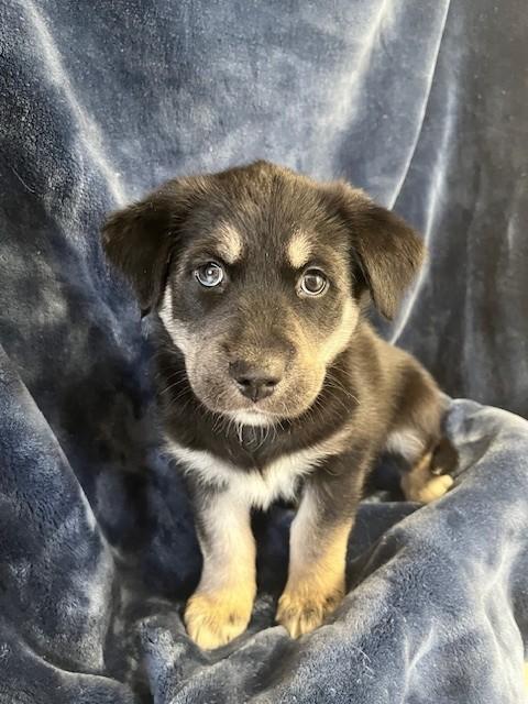 Enlarge Golden/Husky Puppy, an adopted mixed breed in Golden, CO image 5/5
