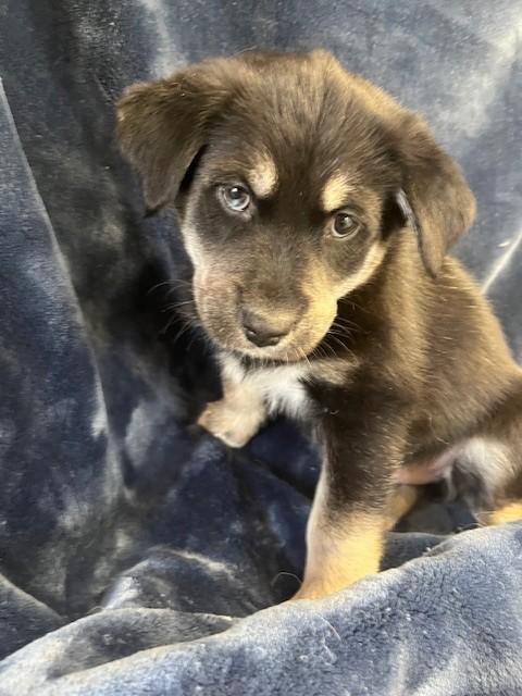 Enlarge Golden/Husky Puppy, an adopted mixed breed in Golden, CO image 3/5