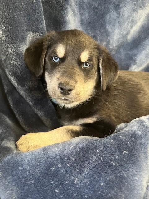Enlarge Golden/Husky Puppy, an adopted mixed breed in Golden, CO image 4/5