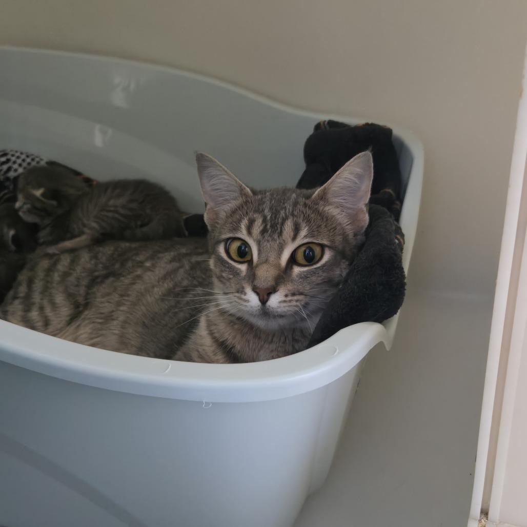 Enlarge Rosemary 26-199, a Adoptable Domestic Short Hair in Tawas City, MI image 1/1