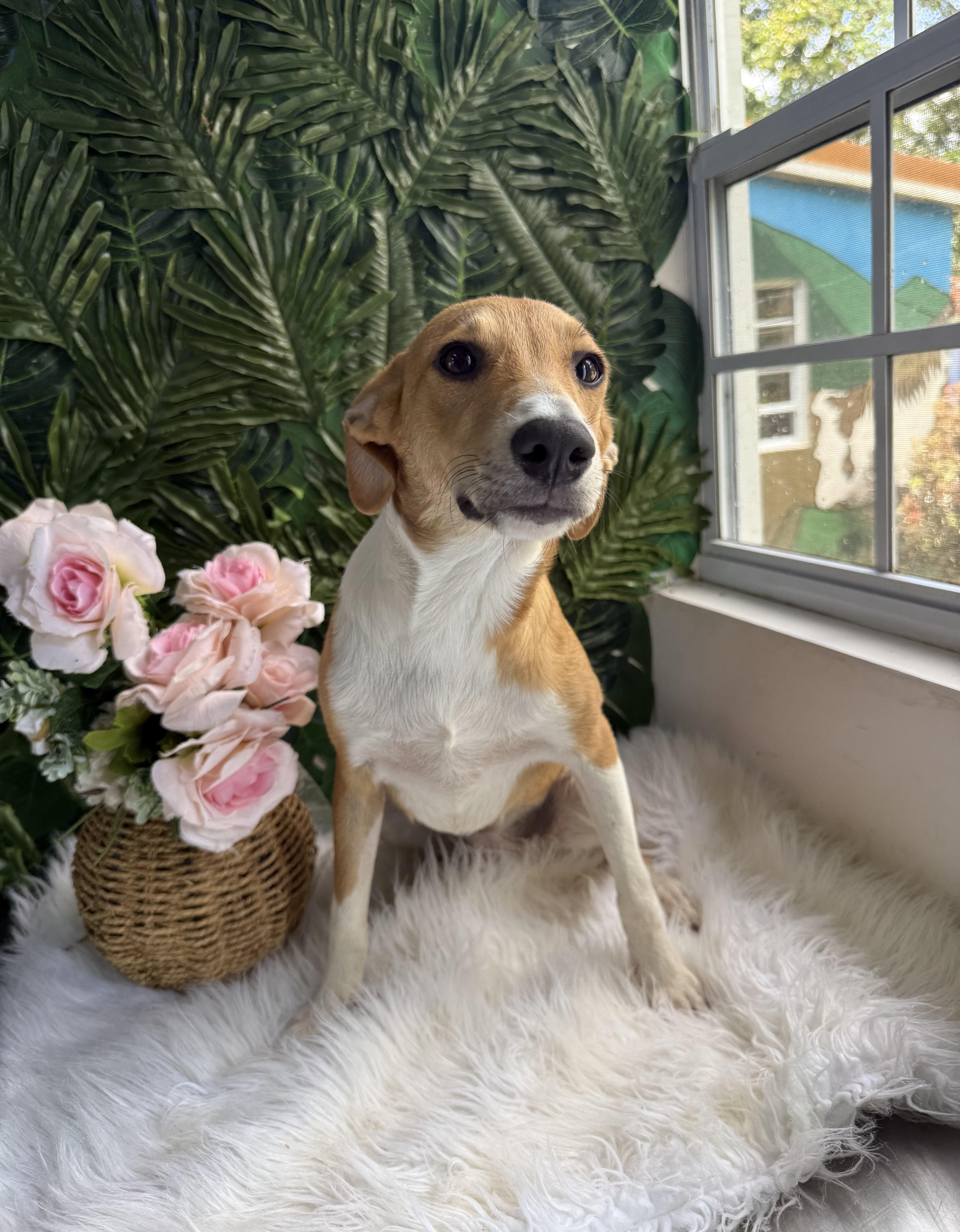 Jasmine, adopted, Young Female Mixed Breed.