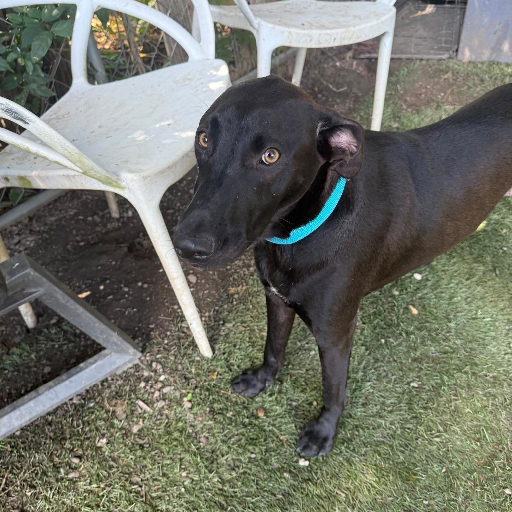 Zeus, Adoptable, Adult Male Mixed Breed.