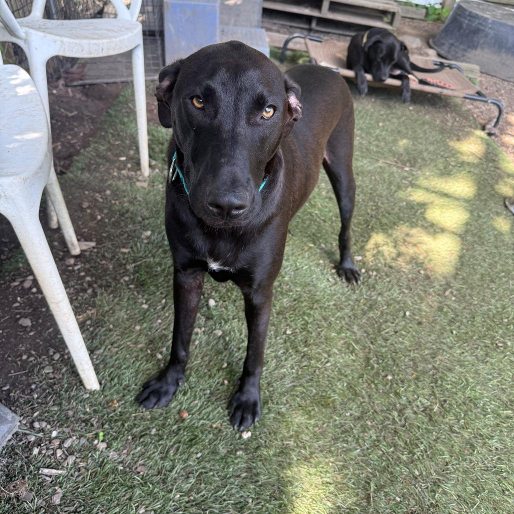 Enlarge Zeus, a Adoptable Mixed Breed in Pleasant Valley, NY image 2/4