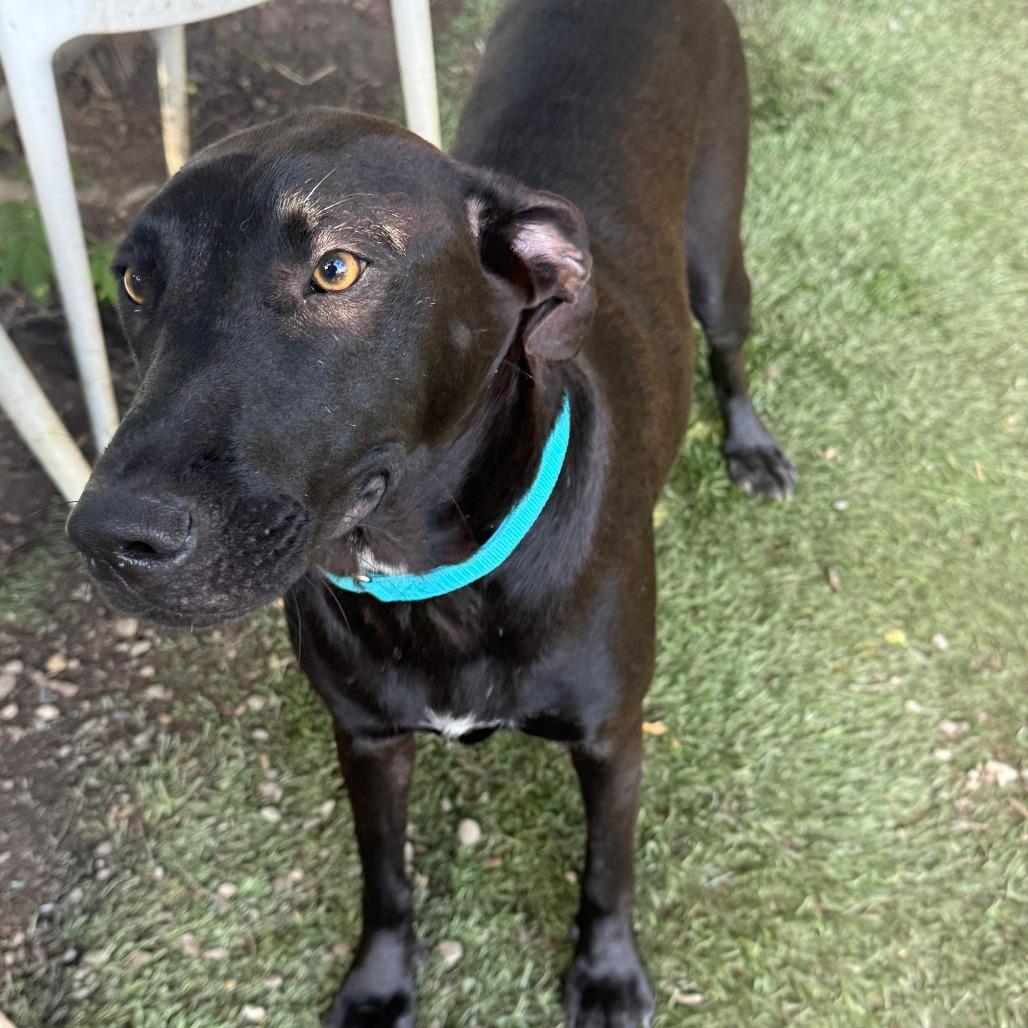 Enlarge Zeus, a Adoptable Mixed Breed in Pleasant Valley, NY image 3/4