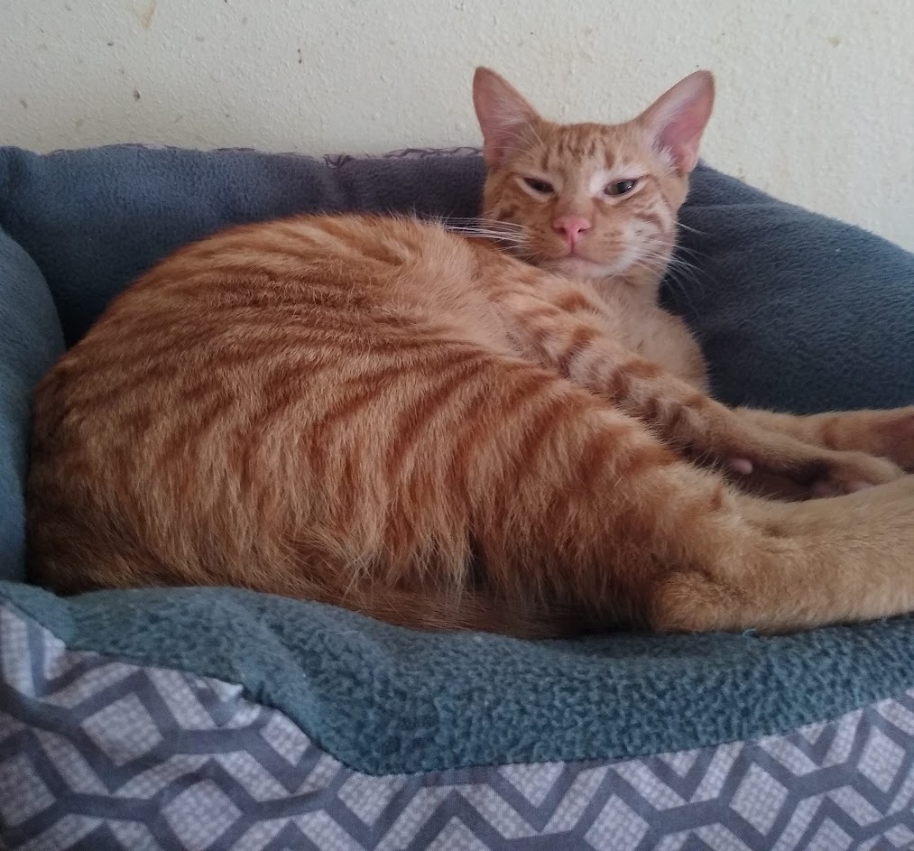 Cooper, a Adoptable mixed breed in Simms, TX image 1/4