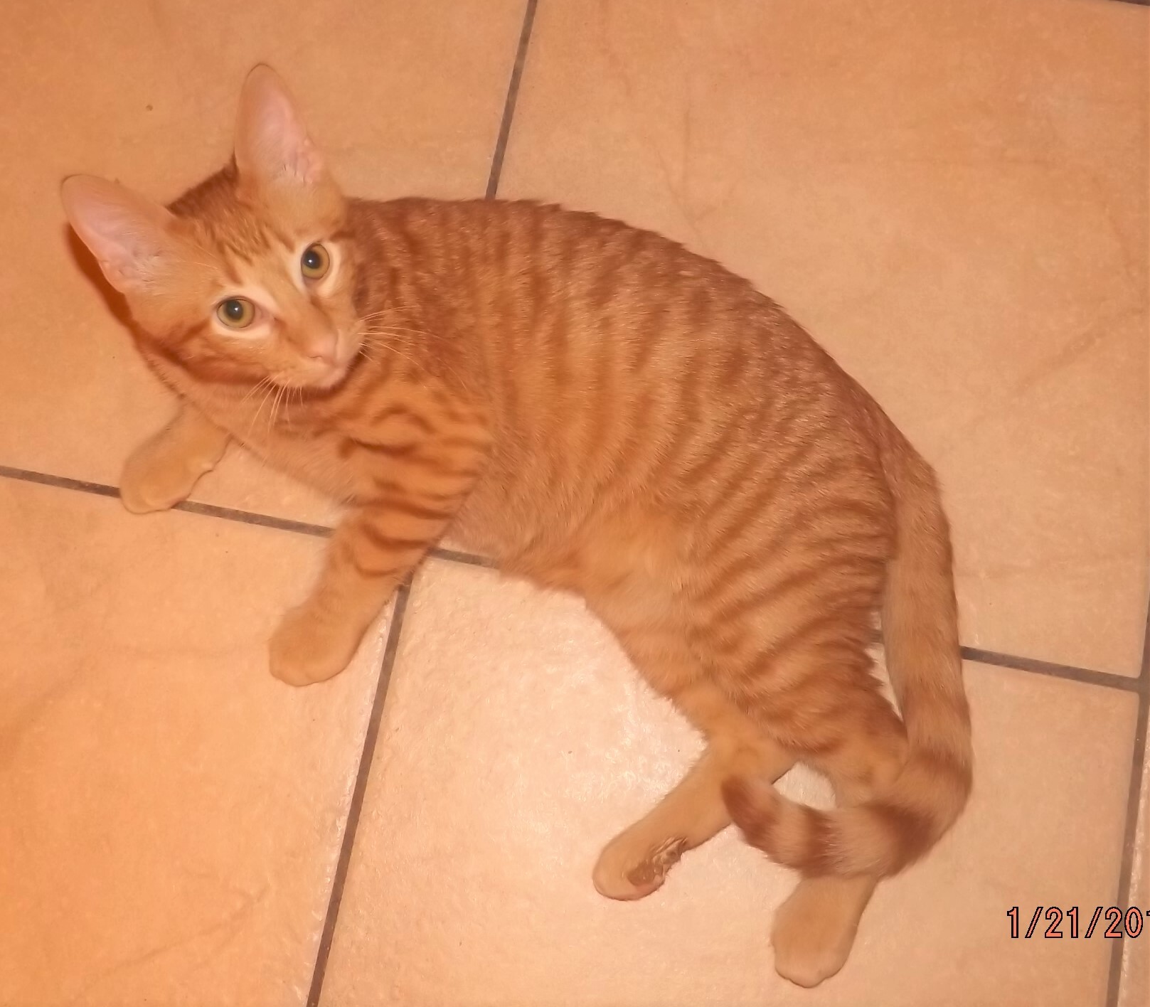 Cooper, a Adoptable mixed breed in Simms, TX image 2/4