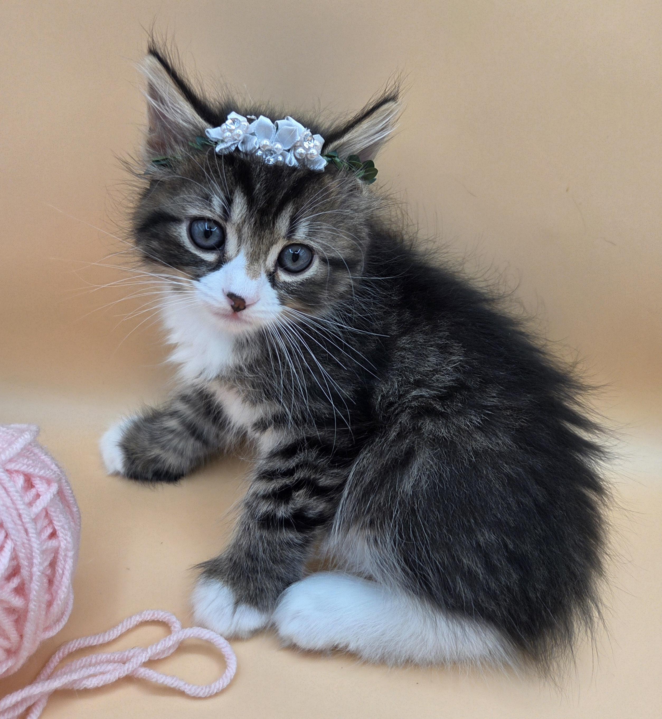 Ginger, an adopted mixed breed in Farmington, CT image 5/6