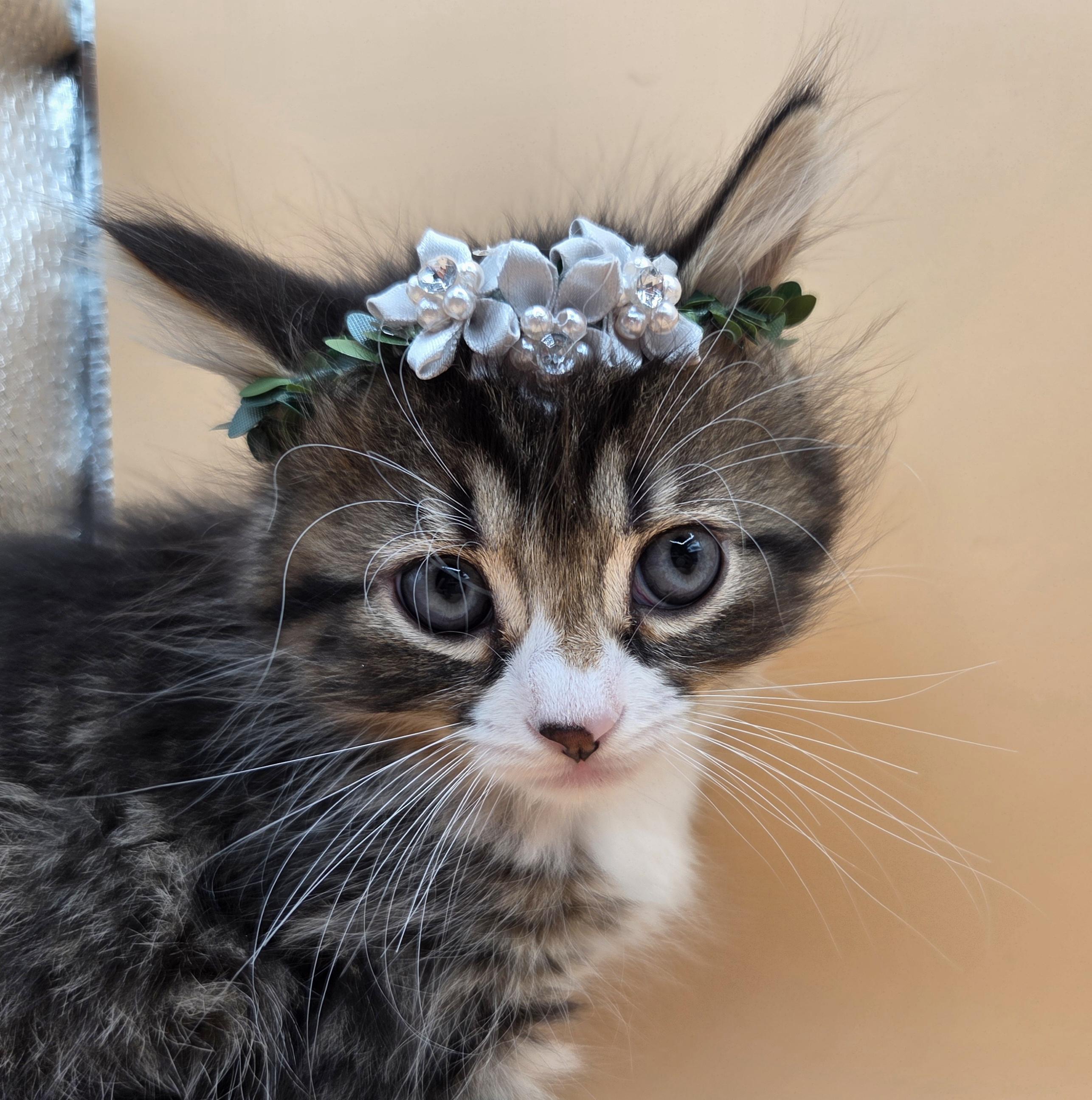 Ginger, adopted, Kitten Female Domestic Long Hair & Maine Coon.