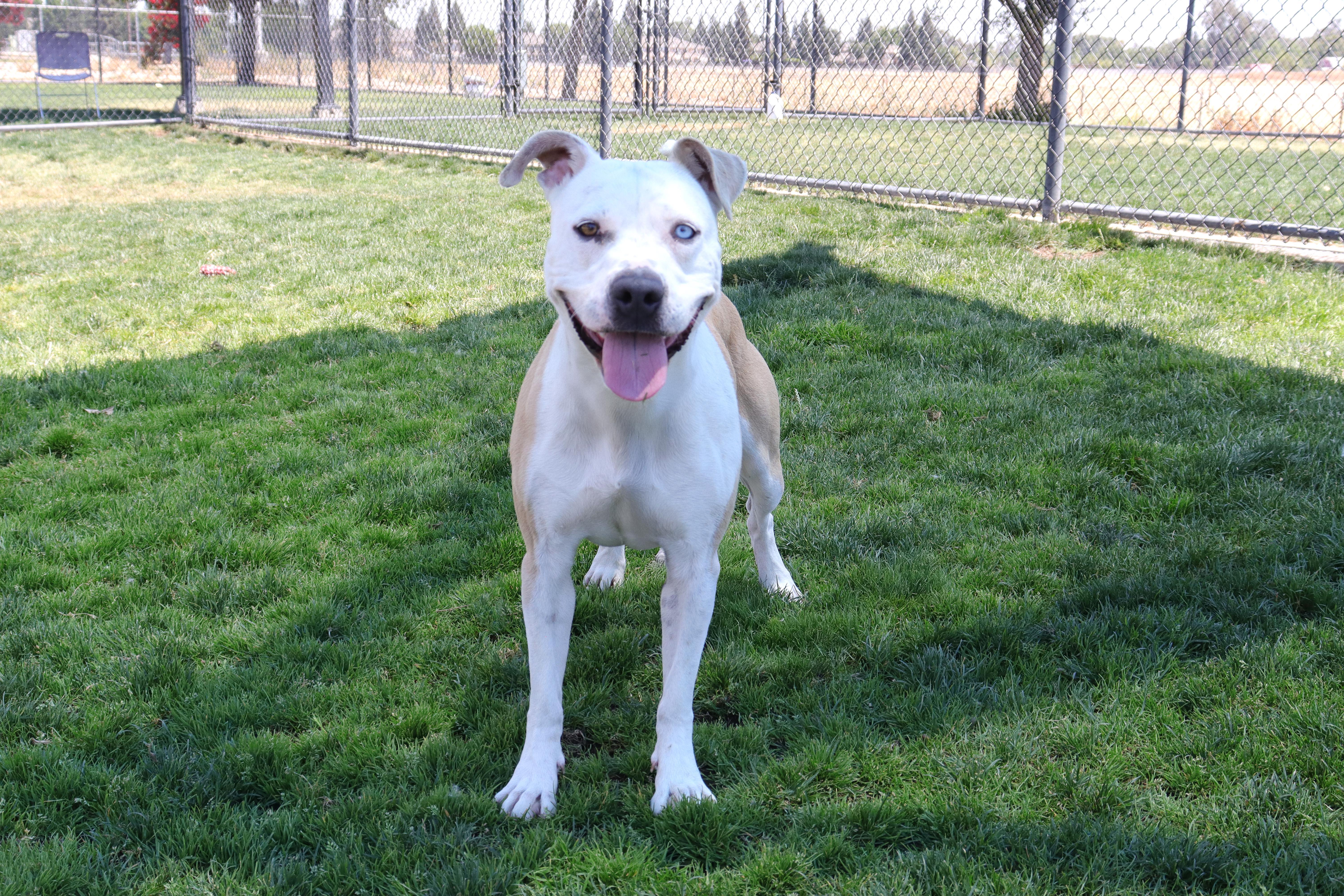 Queenie, a Adoptable mixed breed in Clovis, CA image 2/2