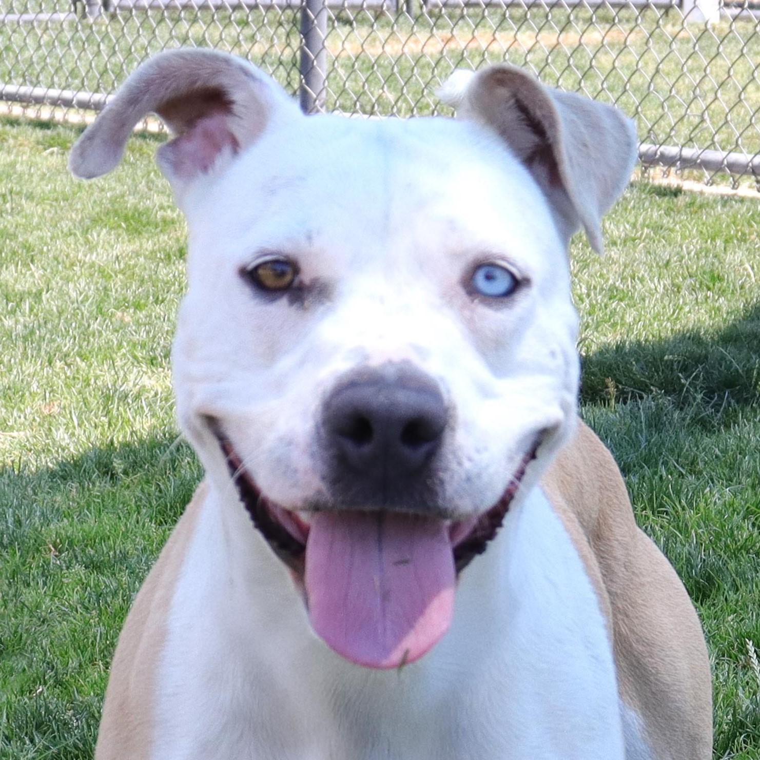Queenie, Adoptable, Adult Female Pit Bull Terrier.