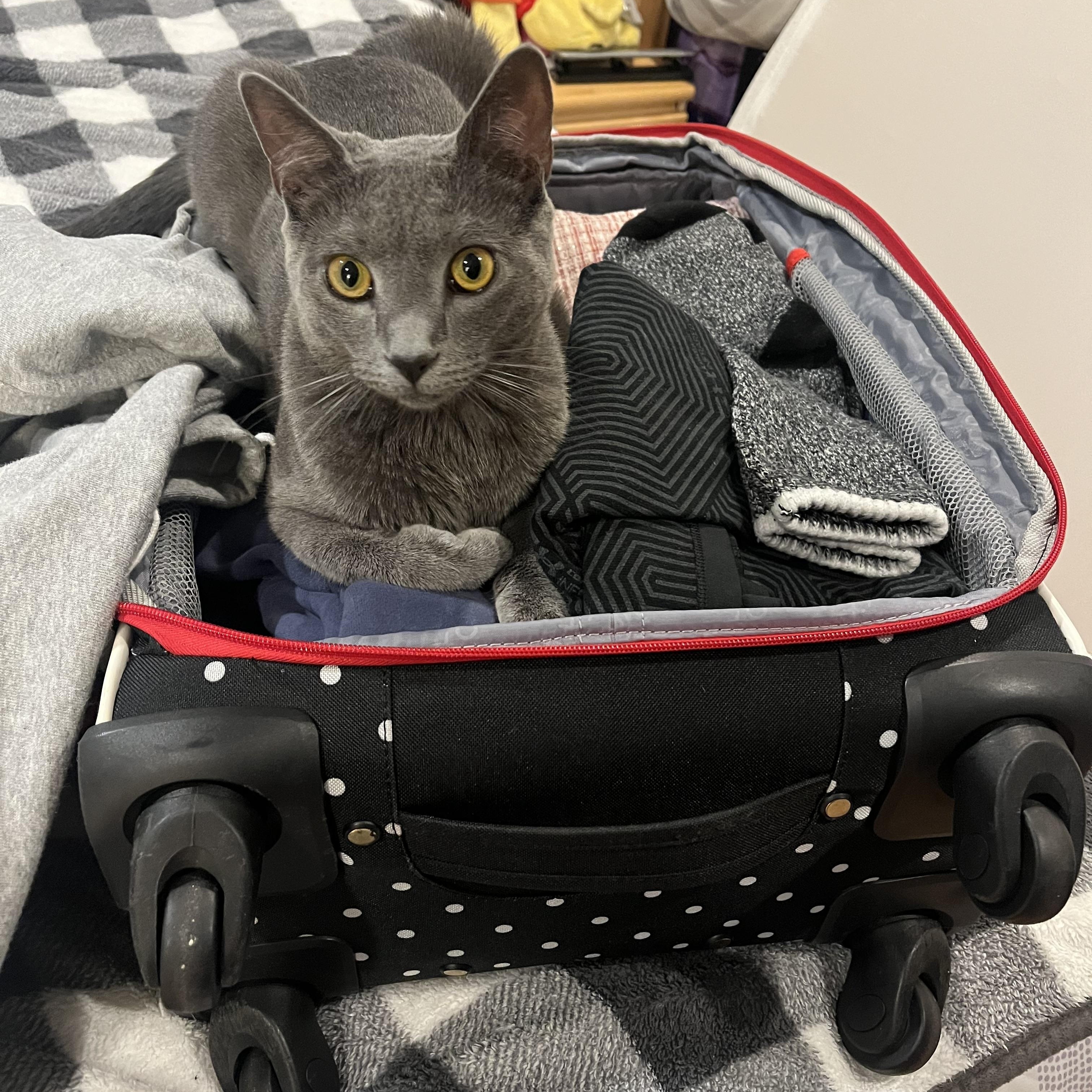 Kitty Kat & Gigi, a Adoptable mixed breed in Fairfield , CT image 3/4