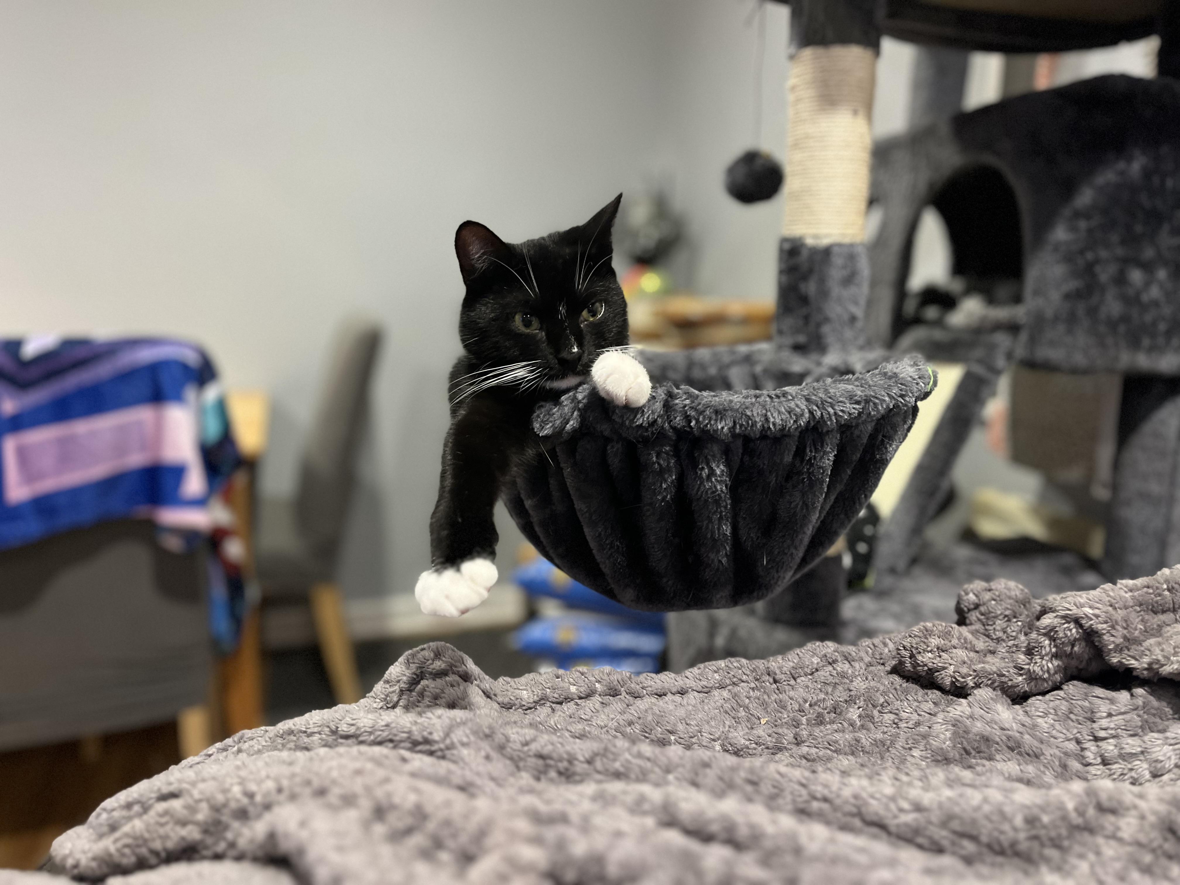 Kitty Kat & Gigi, a Adoptable mixed breed in Fairfield , CT image 2/4