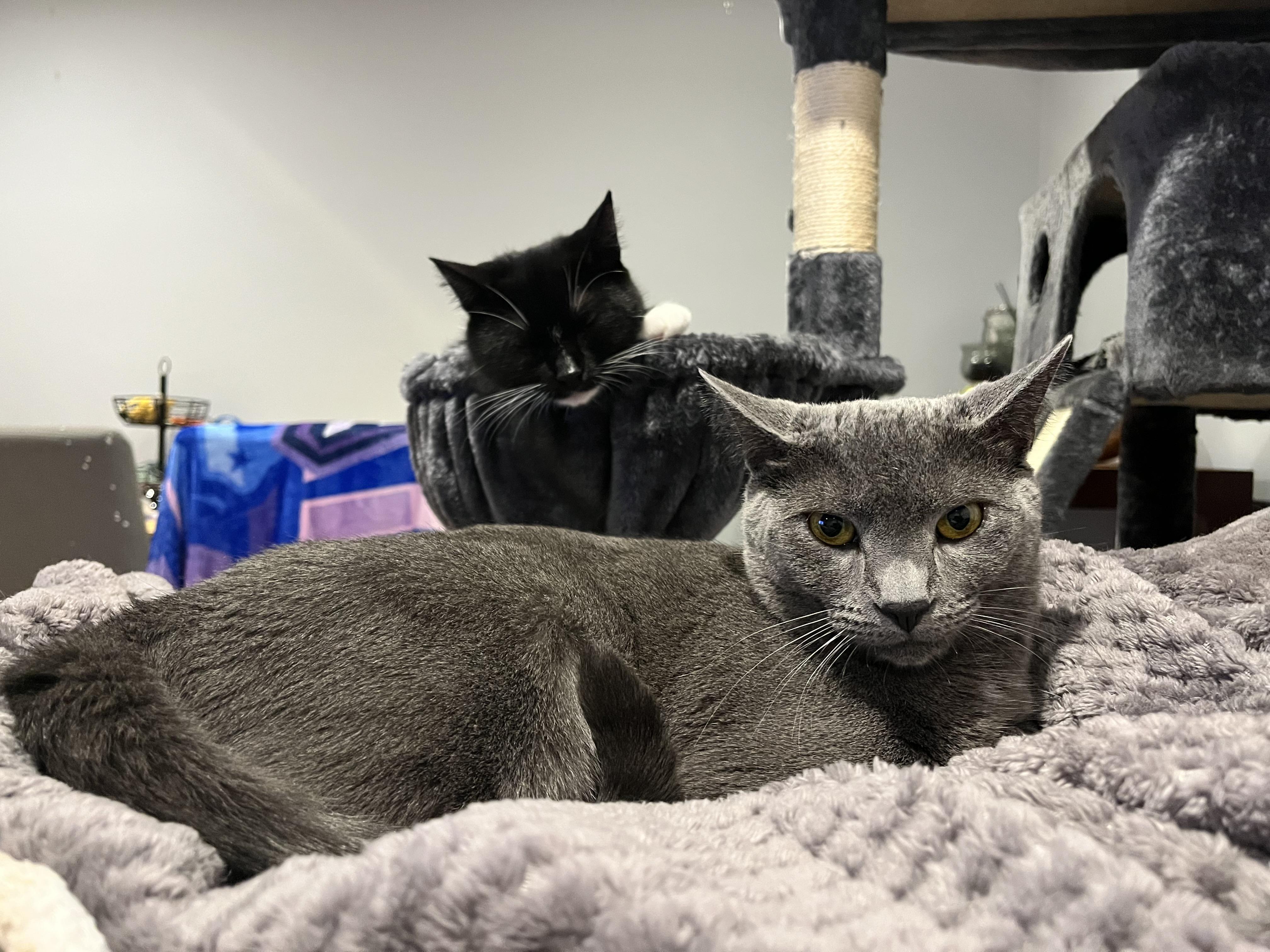 Kitty Kat & Gigi, Adoptable, Young Female Russian Blue & American Shorthair.