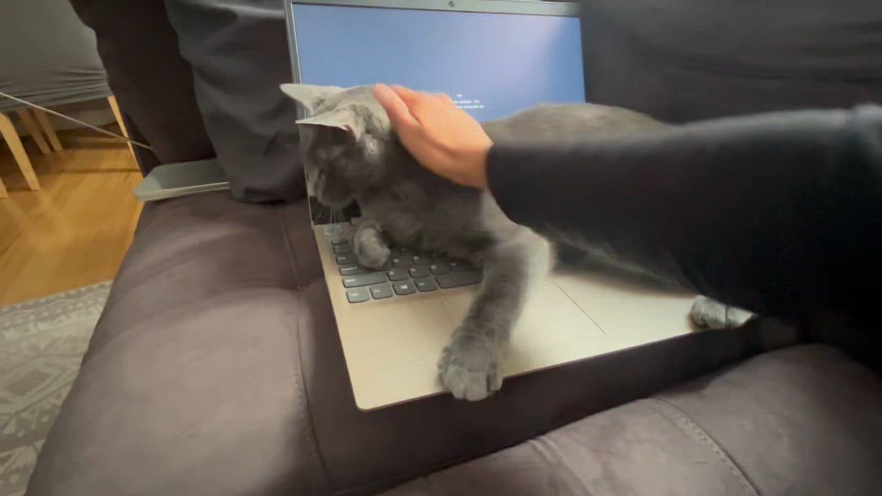 Enlarge Kitty Kat & Gigi, a Adoptable mixed breed in Fairfield , CT video 4/4