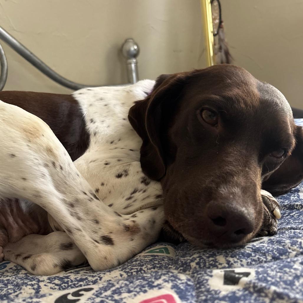 Enlarge Gem, a Adoptable German Shorthaired Pointer in Sinking Spring, PA image 1/3