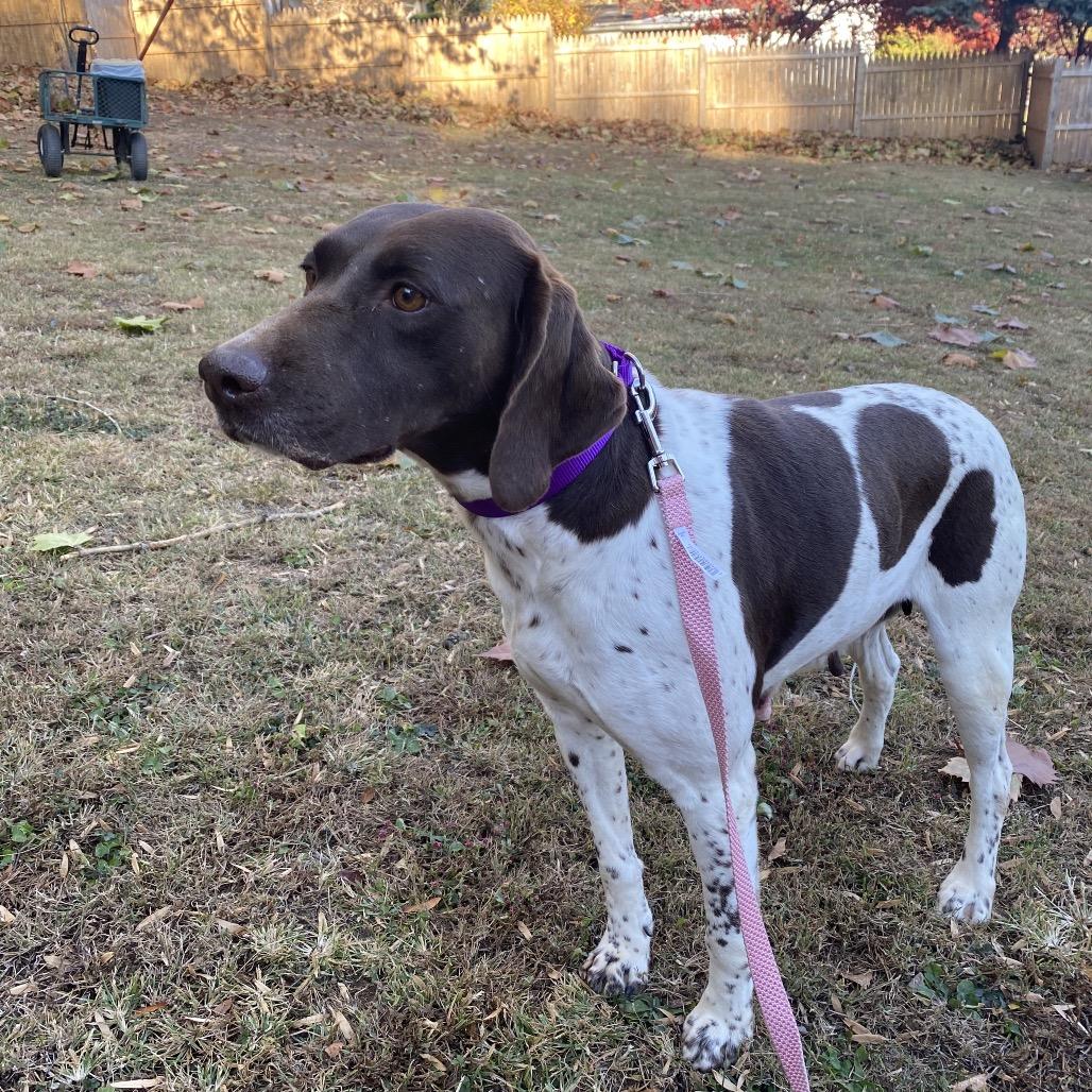 Enlarge Gem, a Adoptable German Shorthaired Pointer in Sinking Spring, PA image 2/3