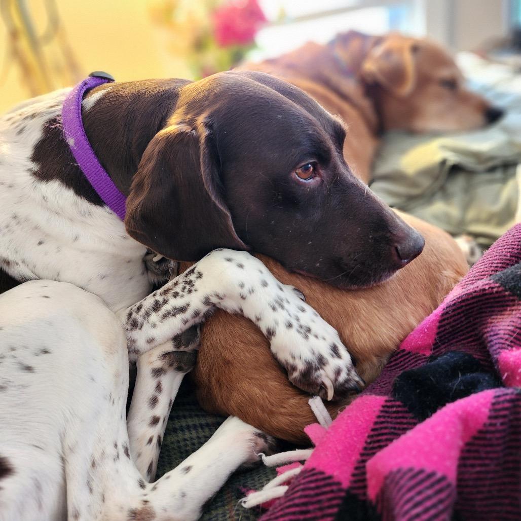 Enlarge Gem, a Adoptable German Shorthaired Pointer in Sinking Spring, PA image 3/3