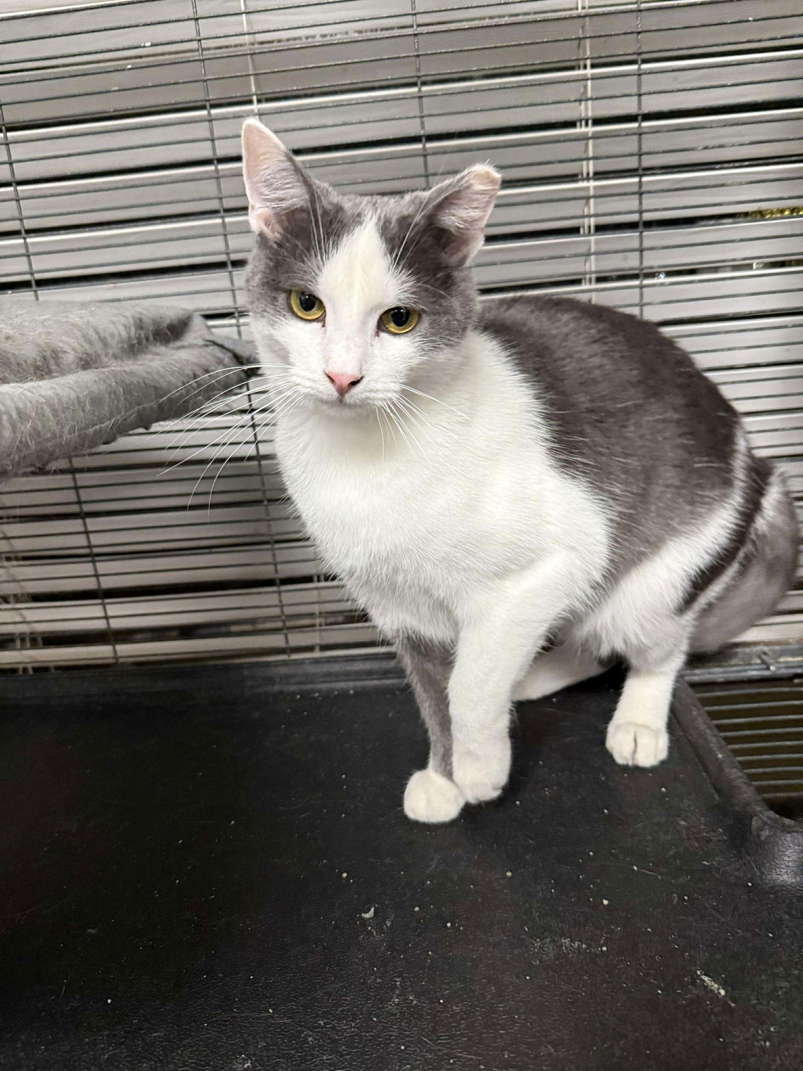 Jacob, a Adoptable Domestic Short Hair in St. Ann, MO image 1/2