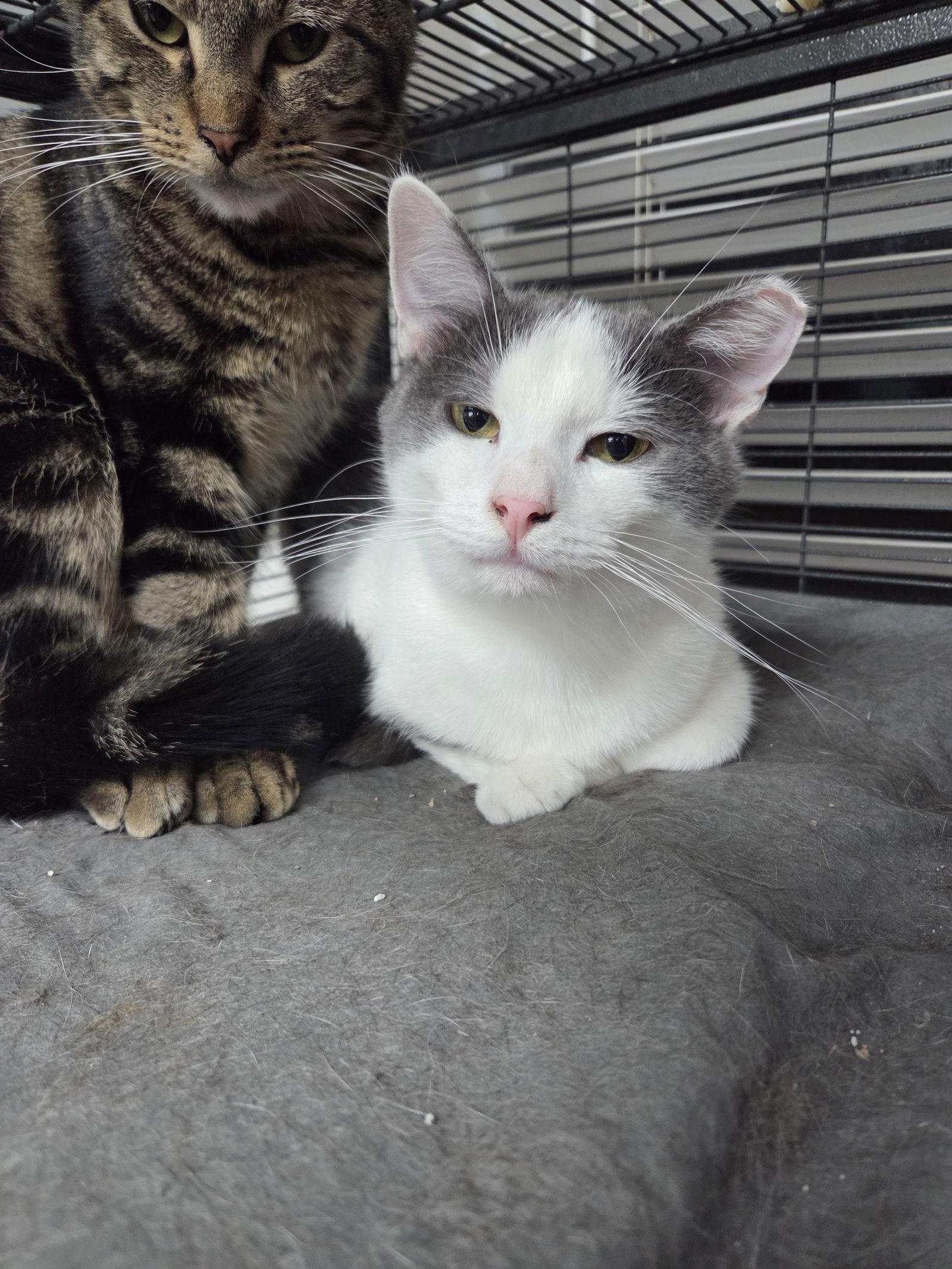 Jacob, a Adoptable Domestic Short Hair in St. Ann, MO image 2/2