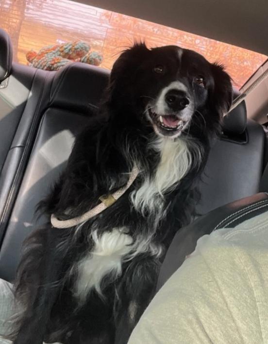 Dekker, Adoptable, Adult Male Australian Shepherd.