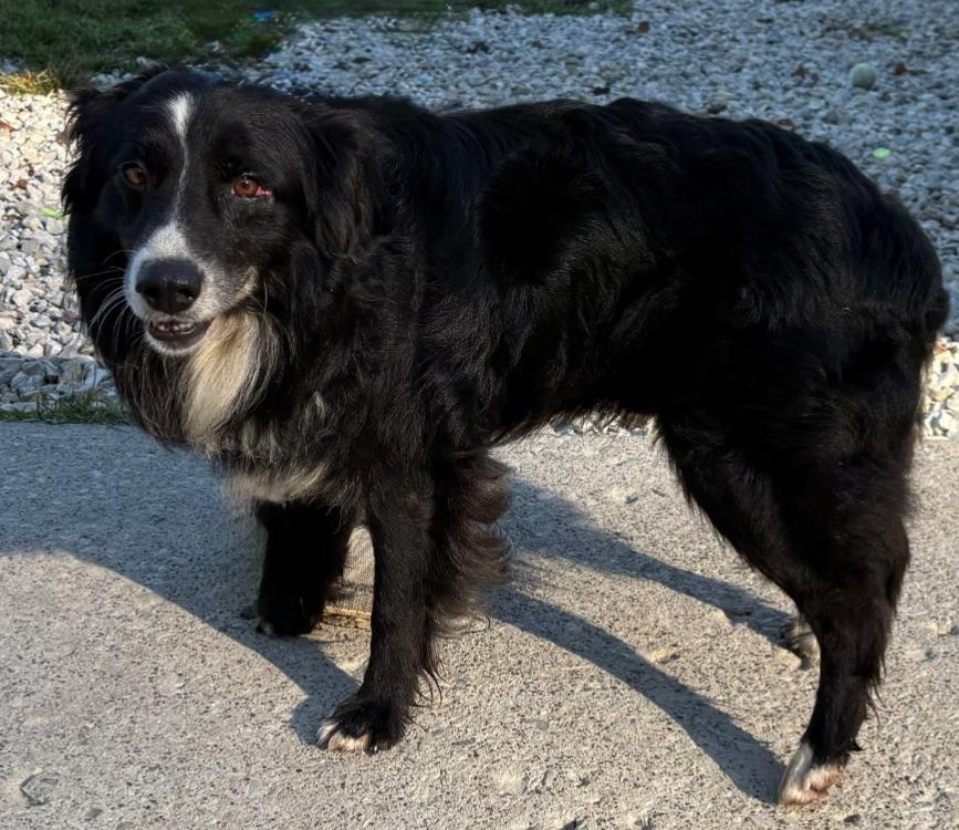 Enlarge Dekker, a Adoptable Australian Shepherd in Hendersonville, NC image 2/6