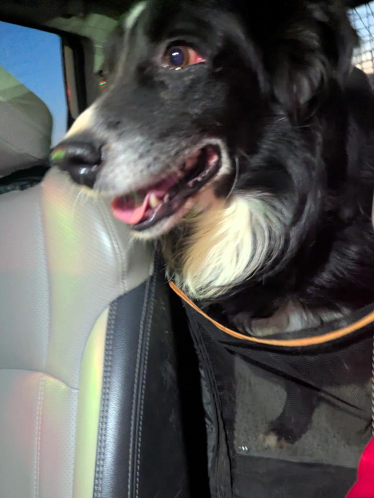 Enlarge Dekker, a Adoptable Australian Shepherd in Hendersonville, NC image 3/6