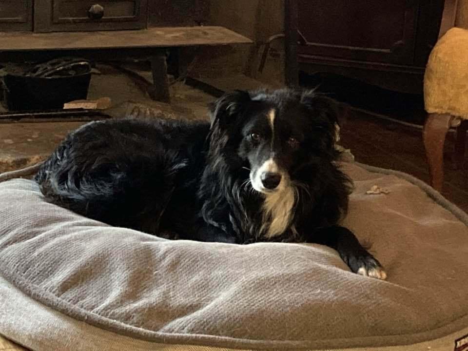 Enlarge Dekker, a Adoptable Australian Shepherd in Hendersonville, NC image 4/6