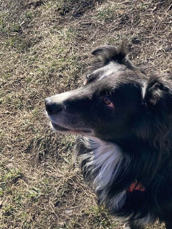 Enlarge Dekker, a Adoptable Australian Shepherd in Hendersonville, NC image 5/6