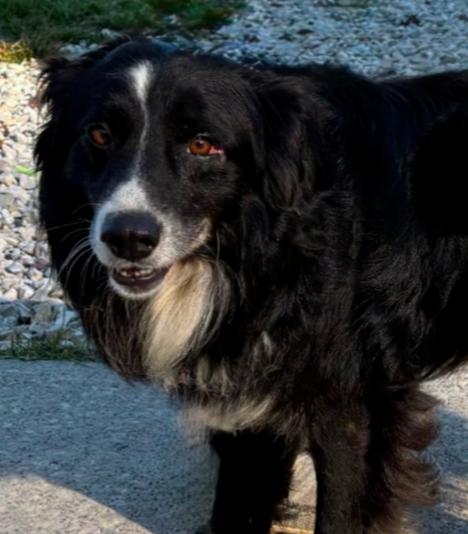 Enlarge Dekker, a Adoptable Australian Shepherd in Hendersonville, NC image 6/6
