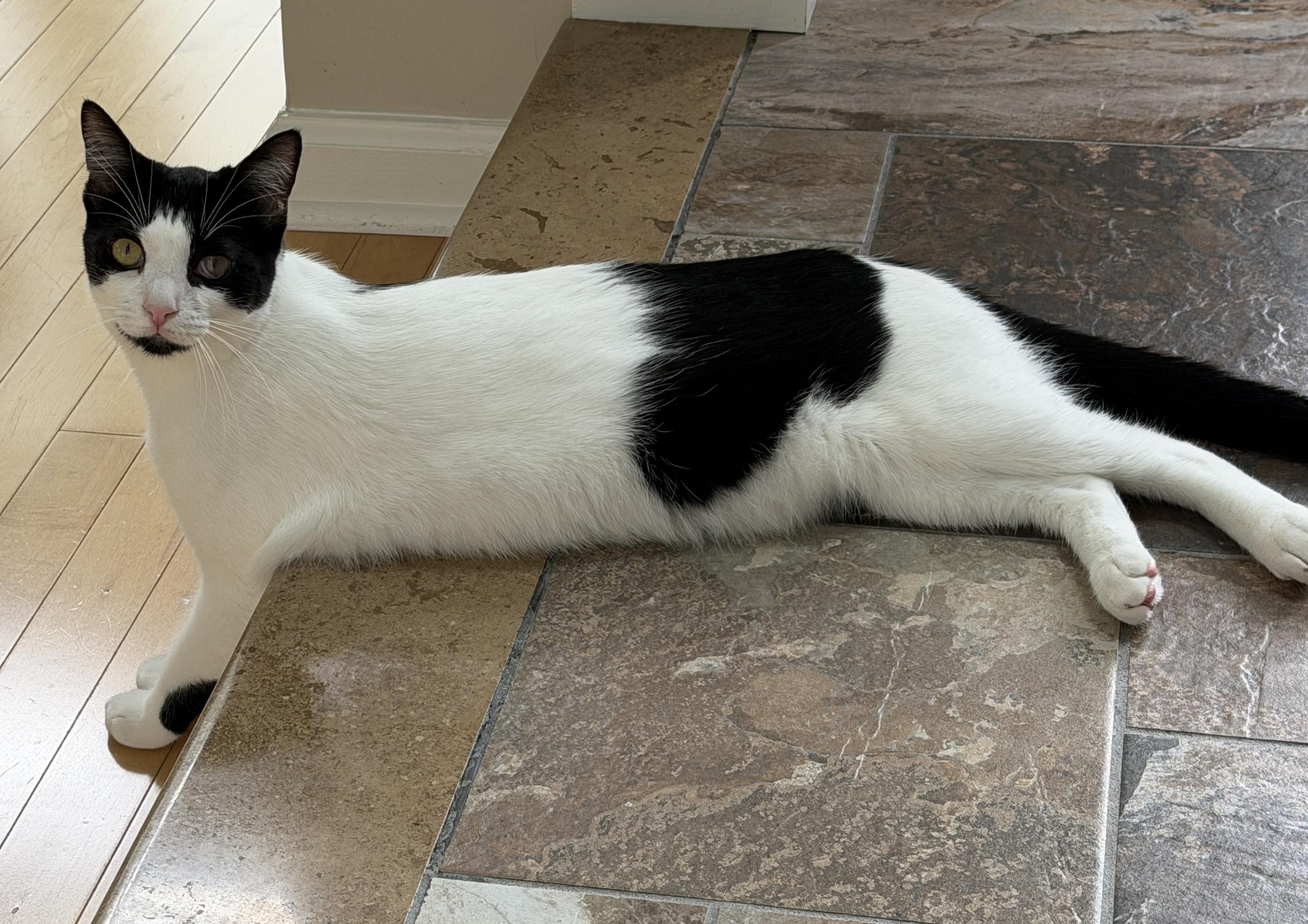 Enlarge Magpie, a Adoptable Domestic Short Hair in East Hanover, NJ image 2/2