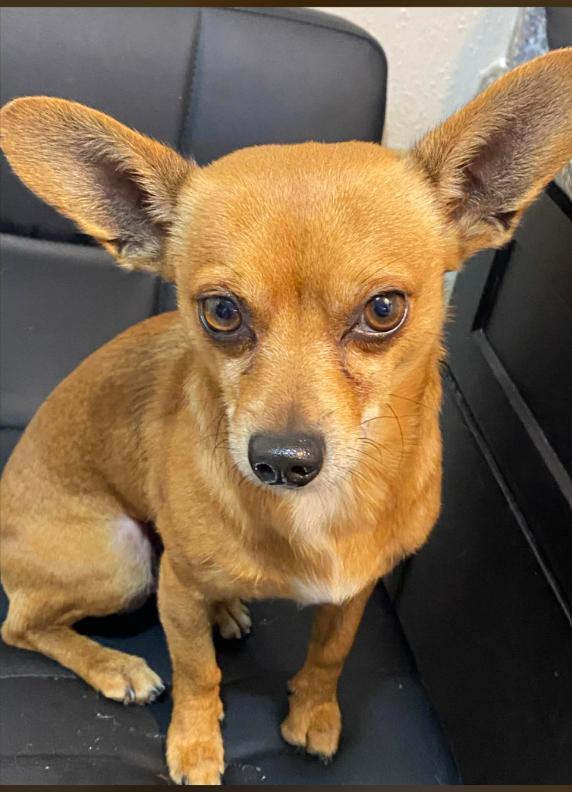 Olaf in TX, Adoptable, Young Male Chihuahua.