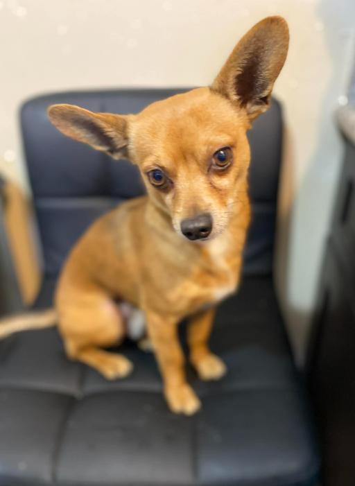 Enlarge Olaf in TX, a Adoptable Chihuahua in Cranston, RI image 3/3