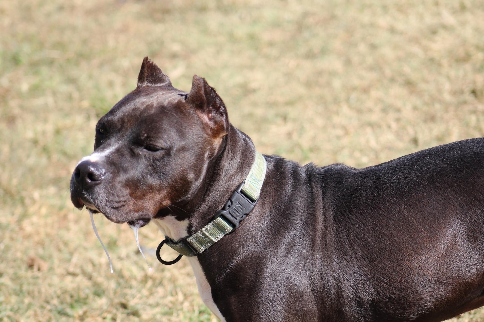 Ladie, a Adoptable mixed breed in Bolivar, TN image 5/8