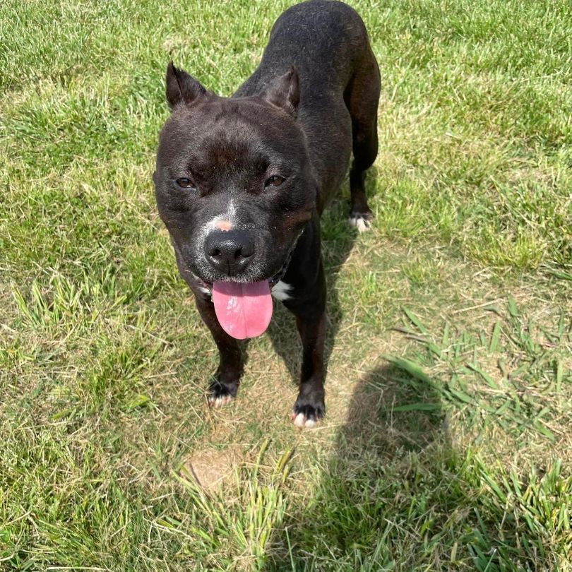 Ladie, a Adoptable mixed breed in Bolivar, TN image 6/8