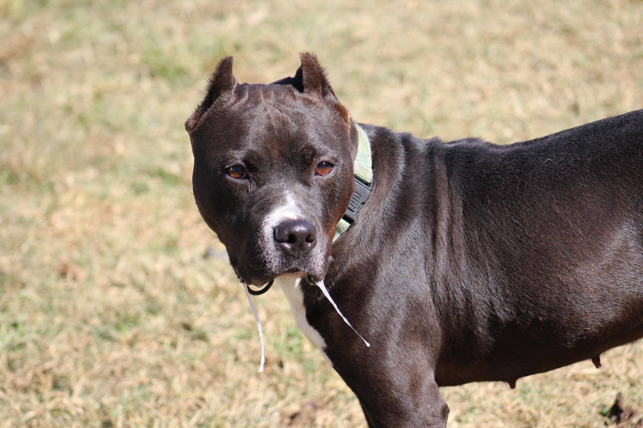 Enlarge Ladie, a Adoptable mixed breed in Bolivar, TN image 7/8