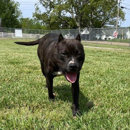 Ladie, a Adoptable mixed breed in Bolivar, TN image 1/8