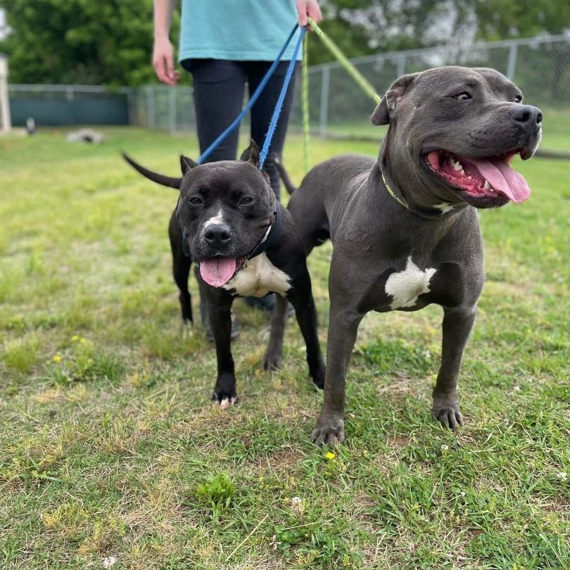 Enlarge Ladie, a Adoptable mixed breed in Bolivar, TN image 8/8