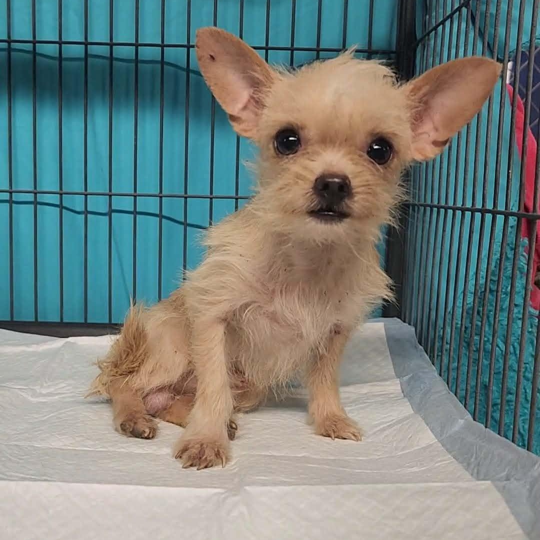 Enlarge Giblet, a Adopted Chihuahua in Chesnee, SC image 1/3