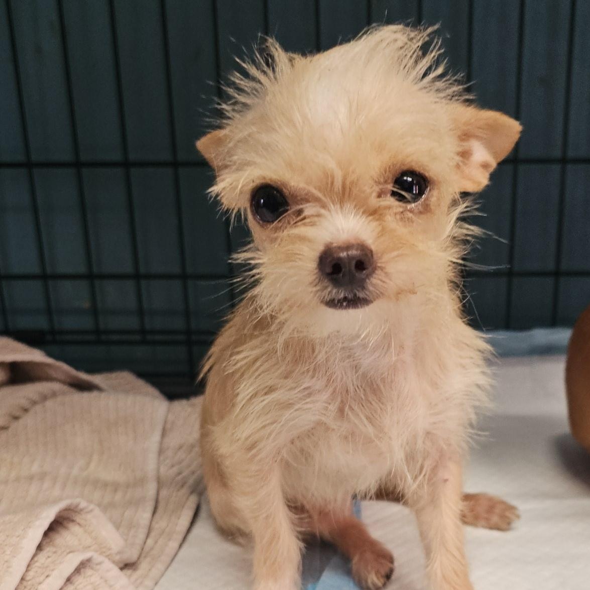 Enlarge Giblet, a Adopted Chihuahua in Chesnee, SC image 3/3