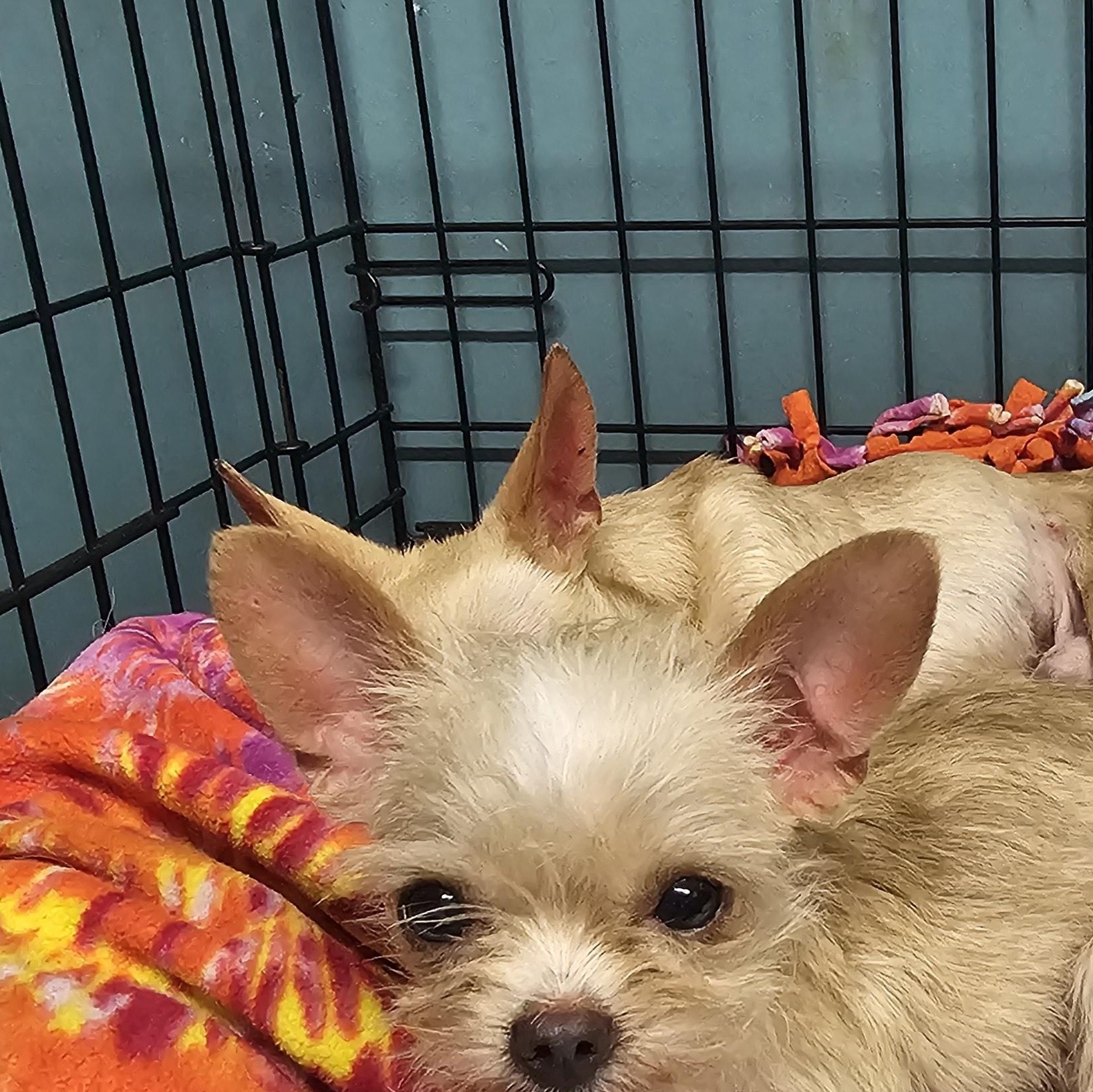 Enlarge Giblet, a Adopted Chihuahua in Chesnee, SC image 2/3