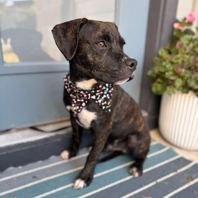 Harrison Ford — thumbnail 3